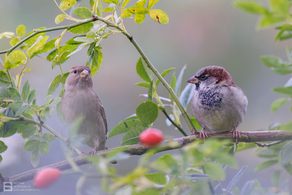 Herr und Frau Haussperling (Passer domesticus) - Bild 021