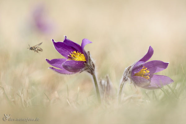 Gewöhnliche Kuhschelle (Pulsatilla vulgaris) Bild 025 Foto: Regine Schadach - Olympus OM-D E-M5 Mark II - M.ZUIKO DIGITAL ED 40‑150mm 1:2.8 PRO 