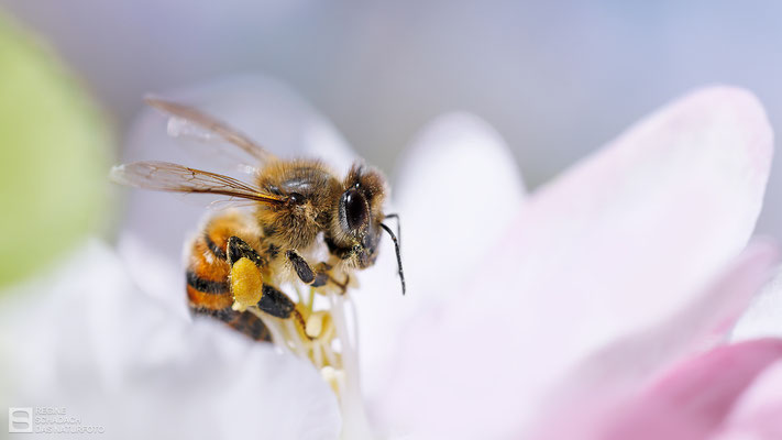 Westliche Honigbiene (Apis mellifera) Bild 009
