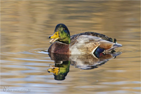 Stockente (Anas platyrhynchos) - Männchen Bild 023 Foto: Regine Schadach -  Canon EOS 7D Mark II Canon EF 400mm f/5.6 L USM