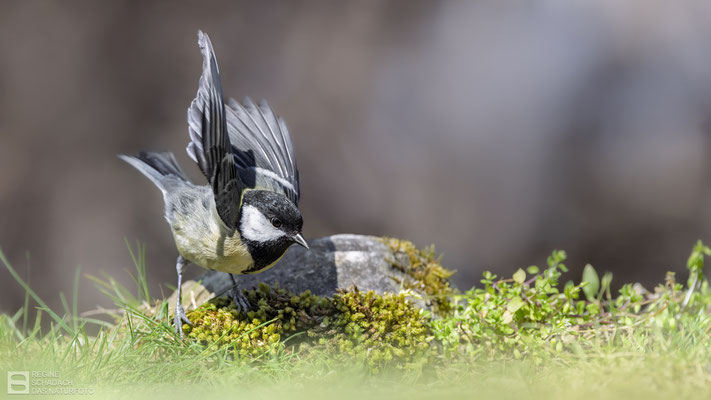 Kohlmeise (Parus major) 