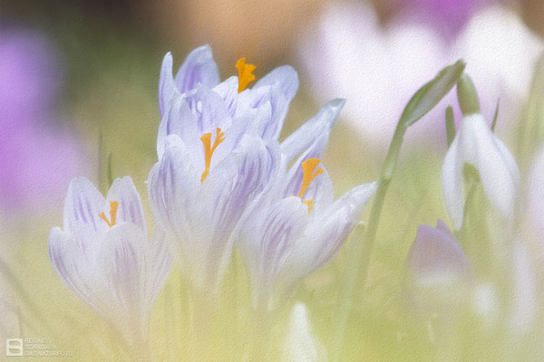 Krokus (unbestimmt) (Crocus indet.) Bild 015