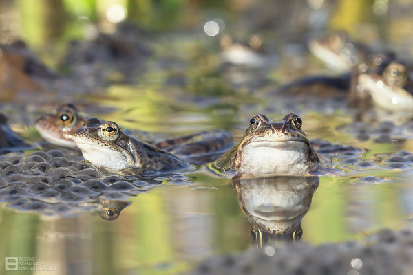 Grasfrosch (Rana temporaria) - Bild 002