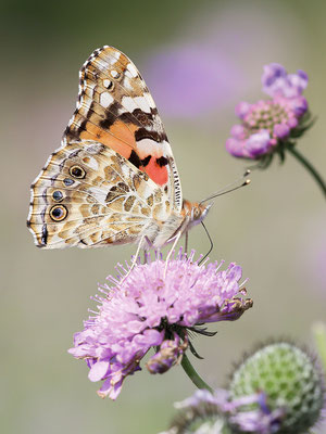 Distelfalter (Vanessa cardui) Bild 001 Foto: Regine Schadach