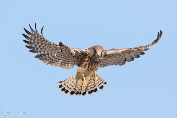 Turmfalke (Falco tinnunculus) - Jungvogel Bild 006 Foto: Regine Schadach - Canon EOS 7D Mark II Canon EF 400mm f/5.6 L USM