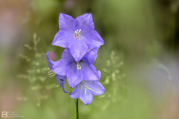 Pfirsichblättrige Glockenblume (Campanula persicifolia) 