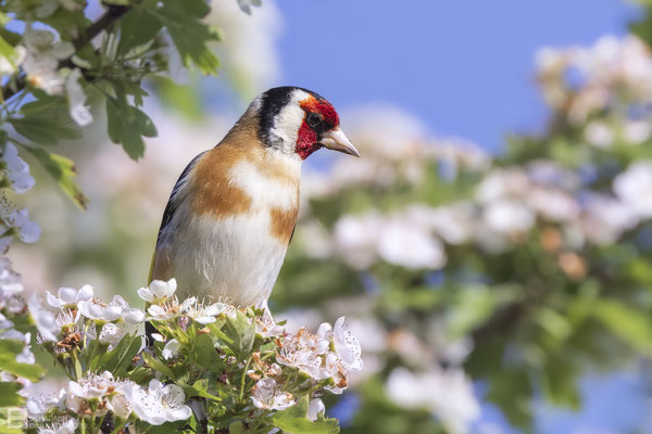 Singvogel, Stieglitz (Carduelis carduelis)