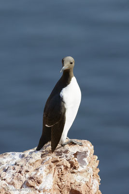 Trottellumme (Uria aalge) Bild 001 Foto: Regine Schadach - Canon EOS 7D Mark II Canon EF 400mm f/5.6 L USM