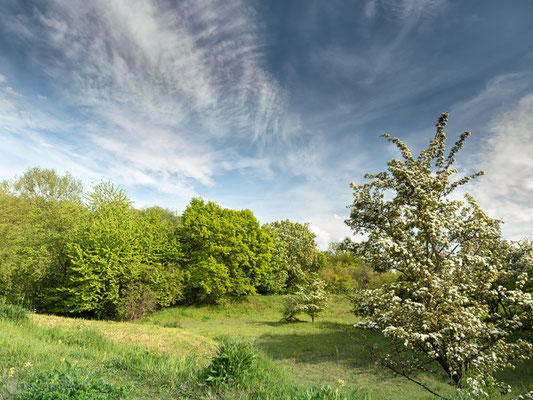 Mergelgrube Krähenholz Innenkuhle Mai 2019 - Foto: Regine Schadach - Olympus OM-D E-M5 Mark II - M.ZUIKO DIGITAL ED 12‑100 1:4.0 IS PRO