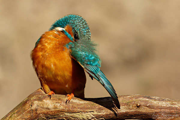 Eisvogel (Alcedo atthis) - Bild 003 - Foto: Engler Naturfotografie