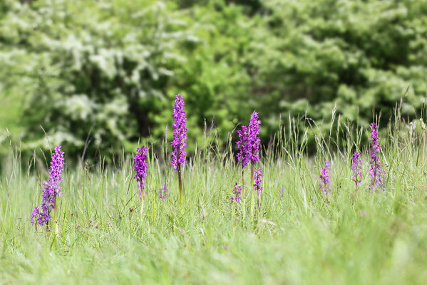 Stattliches Knabenkraut (Orchis mascula) - Bild 008 - Foto: Regine Schadach