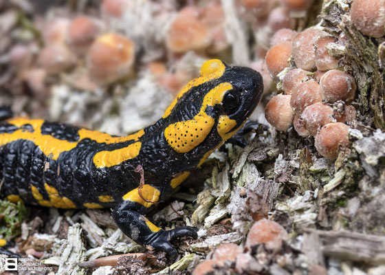 Feuersalamander (Salamandra salamandra) Bild 003 - Foto: Regine Schadach