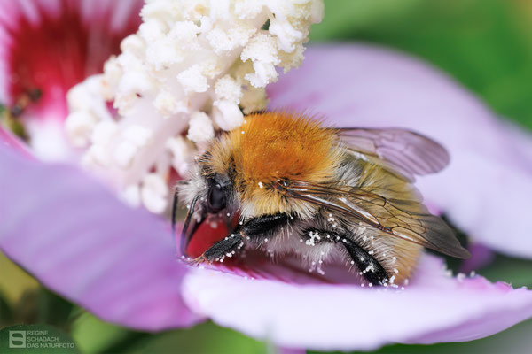 Ackerhummel (Bombus pascuorum) an einer Hibiskusblüte