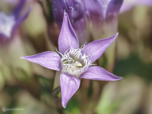 Deutscher Enzian (Gentianella germanica) Bild 006 - Foto: Regine Schadach - Olympus OM-D E-M1 Mark III - M.ZUIKO DIGITAL ED 60mm 1:2.8 Macro 