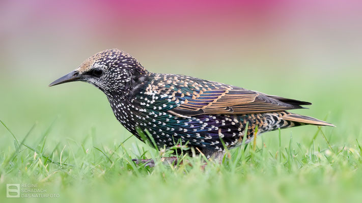 Star  (Sturnus vulgaris) Bild 004 - Foto: Regine Schadach - Olympus EM1 X - M.ZUIKO DIGITAL ED 150-400 mm F4.5 TC1.25x IS PRO