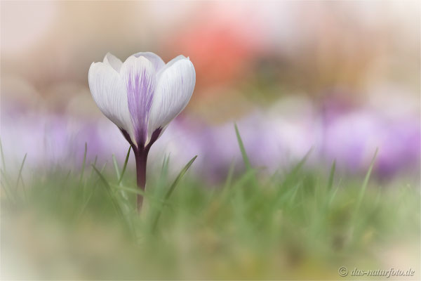 Krokus (unbestimmt) (Crocus indet.) Bild 007 Foto: Regine Schadach - Olympus OM-D E-M5 Mark II - M.ZUIKO DIGITAL ED 40‑150mm 1:2.8 PRO 