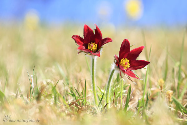 Gewöhnliche Kuhschelle (Pulsatilla vulgaris) rote Variante Bild 029 Foto: Regine Schadach - Canon EOS 5D Mark III Sigma 150mm f/2.8 Macro