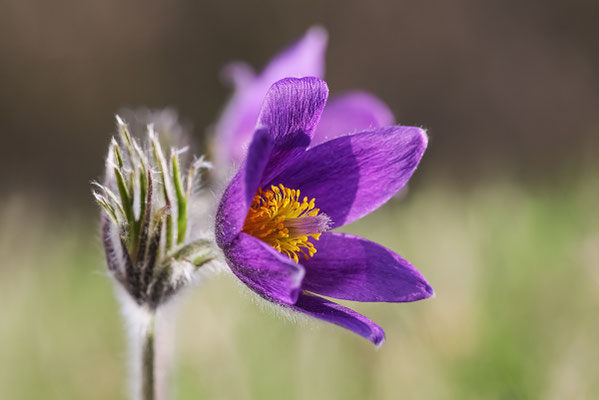 Gewöhnliche Kuhschelle (Pulsatilla vulgaris) Bild 006 Foto: Regine Schadach