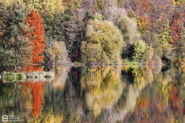 Goslar/Vienenburg See Oktober 2022 -  Es herbstet sehr - Foto: Regine Schadach - Canon EOS R5 - Canon RF 100-500mm F4.5-7.1 L IS 