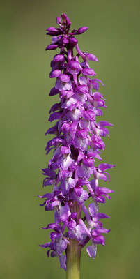 Stattliches Knabenkraut (Orchis mascula) - Bild 010 - Foto: Regine Schadach