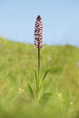 Purpur-Knabenkraut (Orchis purpurea) Bild 004 Foto: Regine Schadach