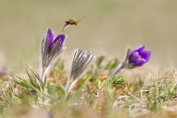 Gewöhnliche Kuhschelle (Pulsatilla vulgaris) Bild 011 Foto: Regine Schadach