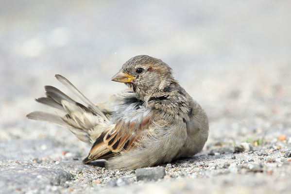 Haussperling (Passer domesticus) - Bild 013 - Foto: Regine Schadach