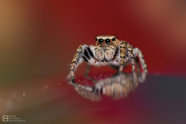 Bunter Sichelspringer (Evarcha falcata) Männchen, 6 - 7 mm groß