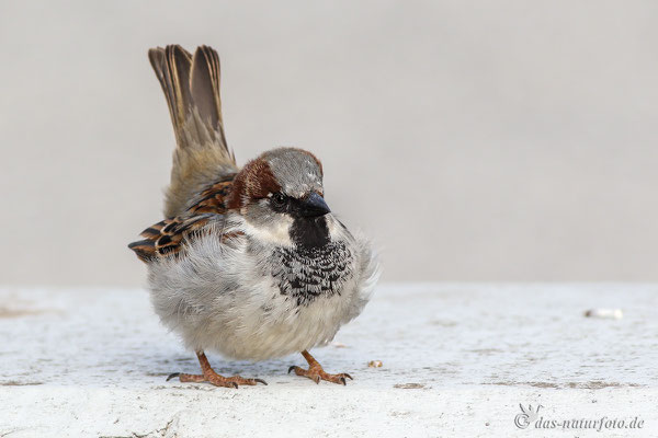 Haussperling (Passer domesticus) Männchen Bild 018 Foto: Regine Schadach- Canon EOS 7D Mark II - Canon EF 400mm f/5,6 L USM