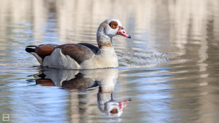 Nilgans (Alopochen aegyptiaca)