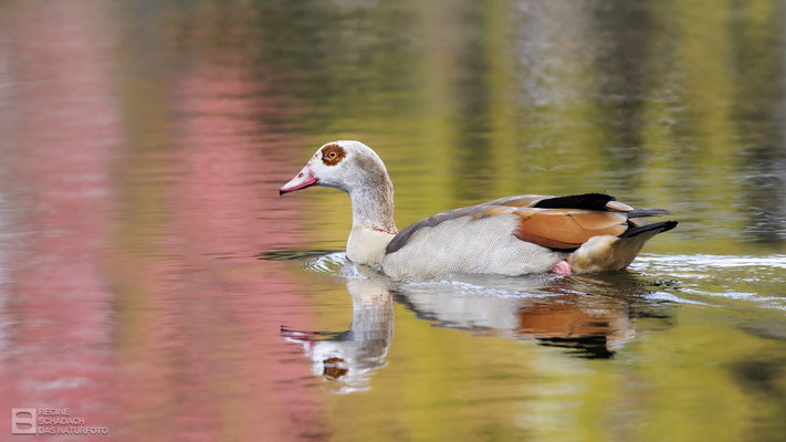 Nilgans (Alopochen aegyptiaca) 