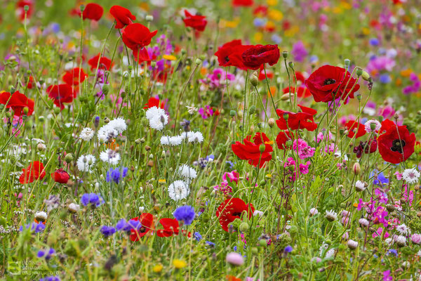 So einfach kann Naturschutz sein! Wildblumenwiese in Dänemark - Foto: Regine Schadach