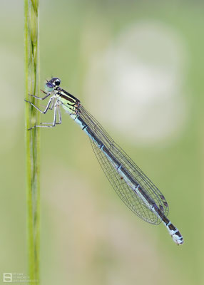 Hufeisen-Azurjungfer (Coenagrion puella) - Weibchen