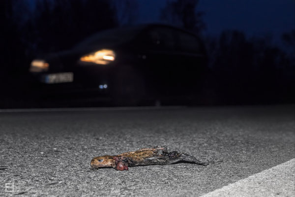 Wir sind alle gefordert! Erdkröte (Bufo bufo) Bild 017 - Foto: Regine Schadach - Olympus EM1 X - M.ZUIKO DIGITAL ED 12-100 mm 1:4.0 IS PRO