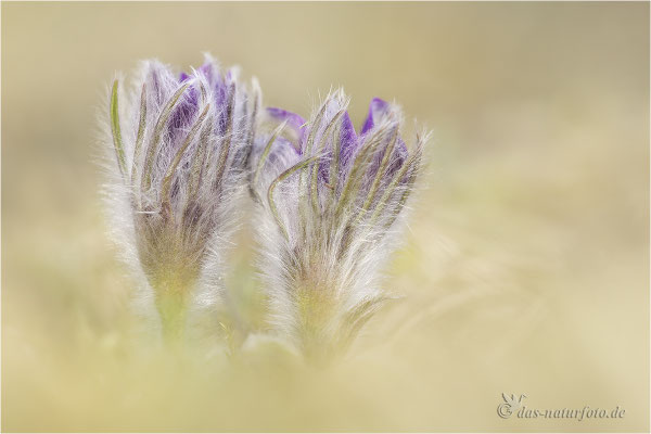Gewöhnliche Kuhschelle (Pulsatilla vulgaris)  Bild 031 Foto: Regine Schadach - Canon EOS 5D Mark III Sigma 150mm f/2.8 Macro