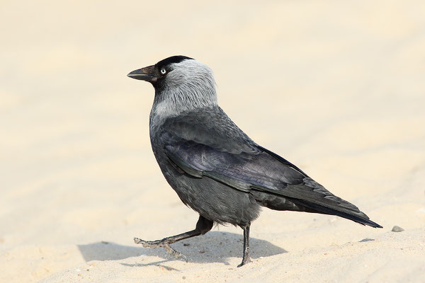 Dohle (Corvus monedula) Bild 001 Foto: Regine Schadach