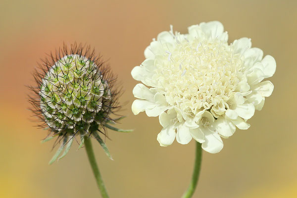 Gelbe Skabiose (Scabiosa ochroleuca) und Fruchtstand Bild 002 Foto: Regine Schadach