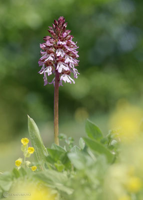 Purpur-Knabenkraut (Orchis purpurea) Bild 013 Foto: Regine Schadach - Olympus OM-D E-M5 Mark II - M.ZUIKO DIGITAL ED 12‑100 1:4.0 IS PRO 