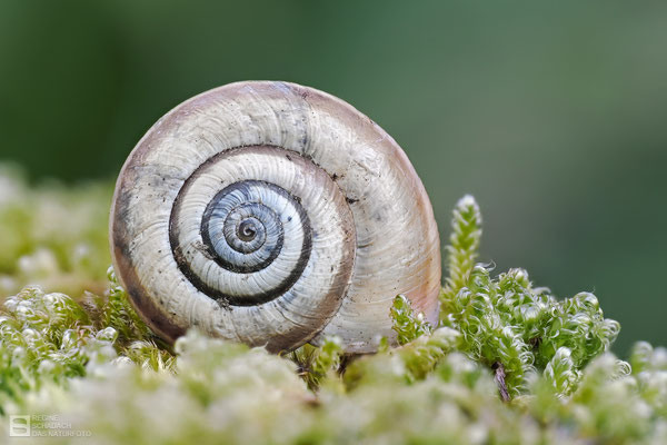 Gemeine Heideschnecke (Helicella itala)