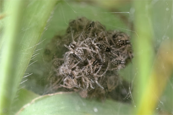 Listspinne (Pisaura mirabilis Spinnenbybys Bild 013 Foto: Regine Schadach Olympus OM-D E-M1 Mark II - M.ZUIKO DIGITAL ED 60mm 1:2.8 Macro 