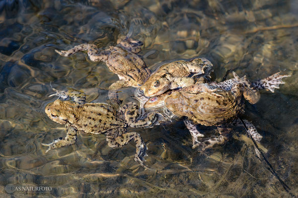 Erdkröte (Bufo bufo) Bild 011 - Foto: Regine Schadach - Olympus OM-D E-M1 Mark I I I - M.ZUIKO DIGITAL ED 40‑150mm 1:2.8 PRO 