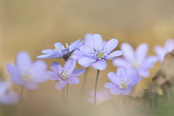 Leberblümchen (Hepatica nobilis) Bild 011 Foto: Regine Schadach