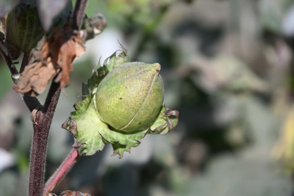 Usbekistan, Besuch eines Baumwollfeldes