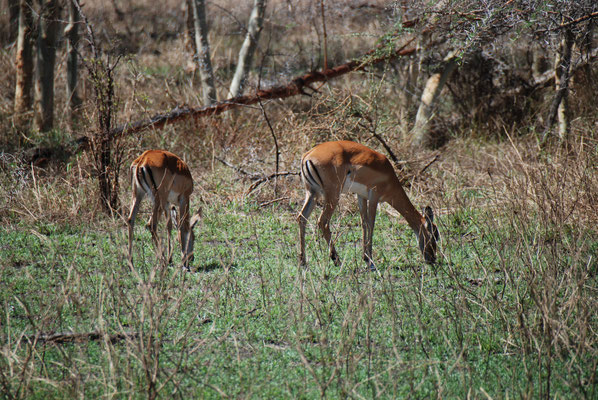 Serengeti Nationalpark, Impalas oder Schwarzfersenantilope