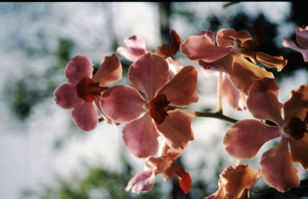 Thailand, Orchideenfarm