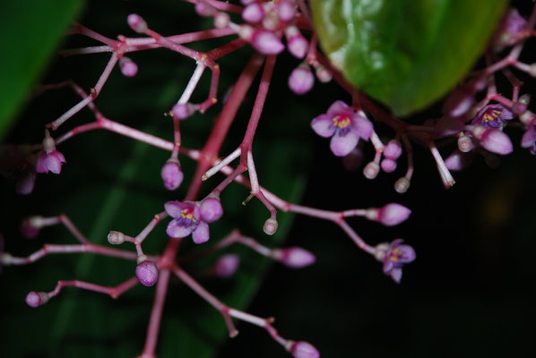 Schottland, Edinburgh, Botanischer Garten