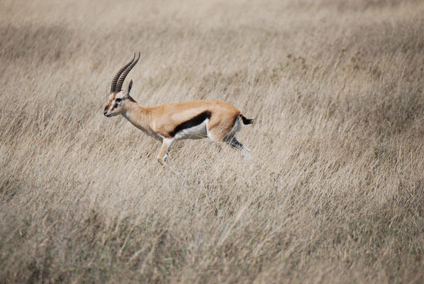 Serengeti Nationalpark, Thomson Gazelle