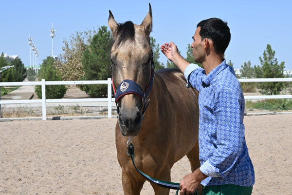 Turkmenistan, Ashgabad, Gestüt der Achal Tekkiner Pferde