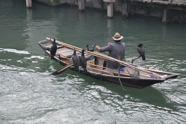 China, Wasserdorf Wuzhen, Kormorane für den Fischfang