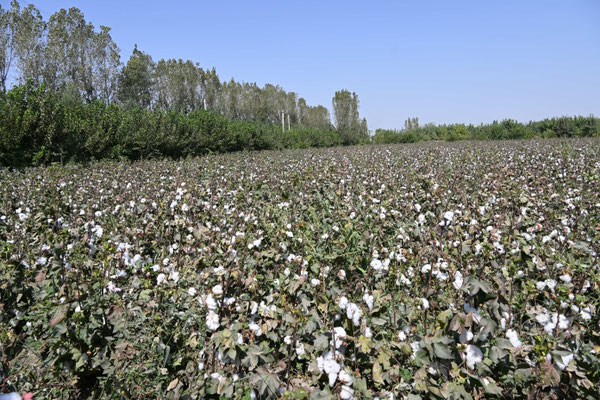 Usbekistan, Besuch eines Baumwollfeldes